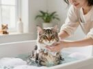banho em gatos sem estresse