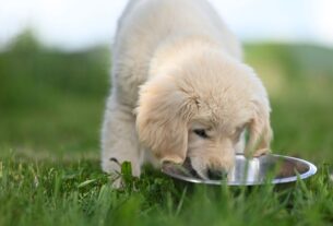 Alimentos proibidos para pets