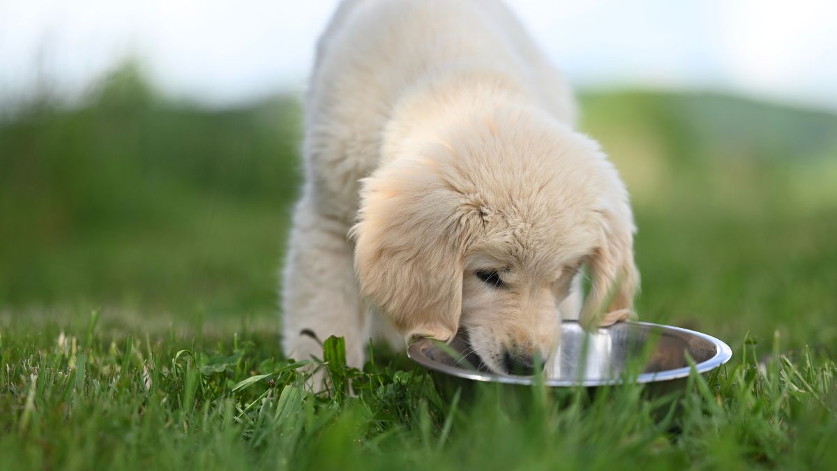 Alimentos proibidos para pets