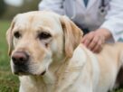 Mastocitoma em c&atilde;es